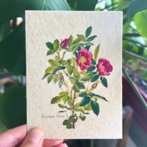 plantable seed card || zero waste || supports women mvw21