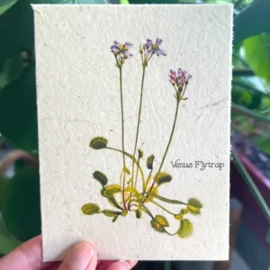 plantable seed card || zero waste || supports women mvw24
