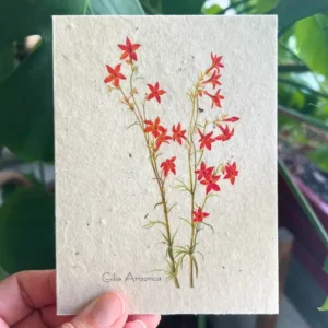 plantable seed card || zero waste || supports women mvw37